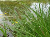 genus Carex. Верхушки побегов с соцветиями и листьев. Хабаровский край, г. Комсомольск-на-Амуре, берег руч. Тёплый ключ. 09.06.2014.