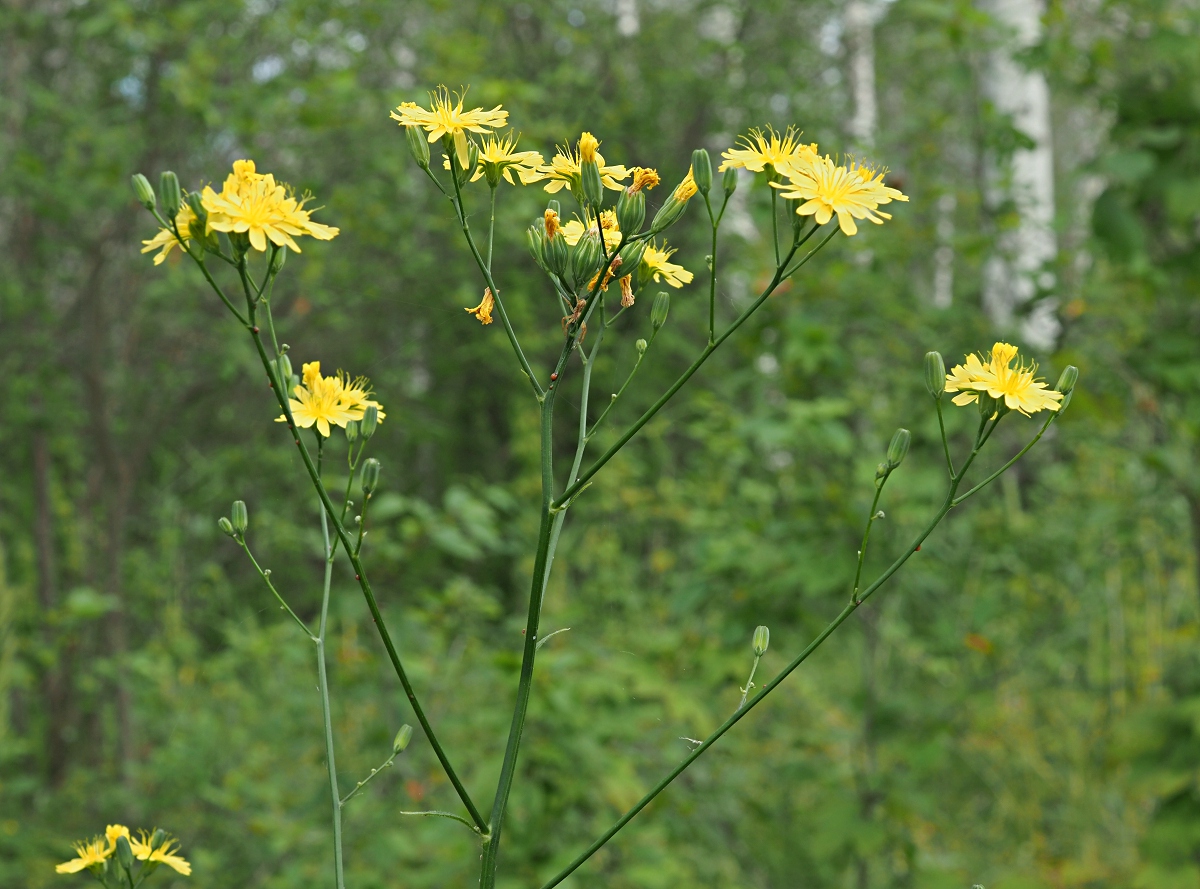 Image of Lapsana communis specimen.