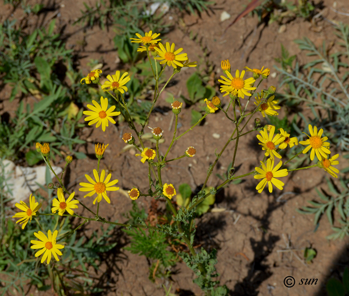 Изображение особи Senecio jacobaea.