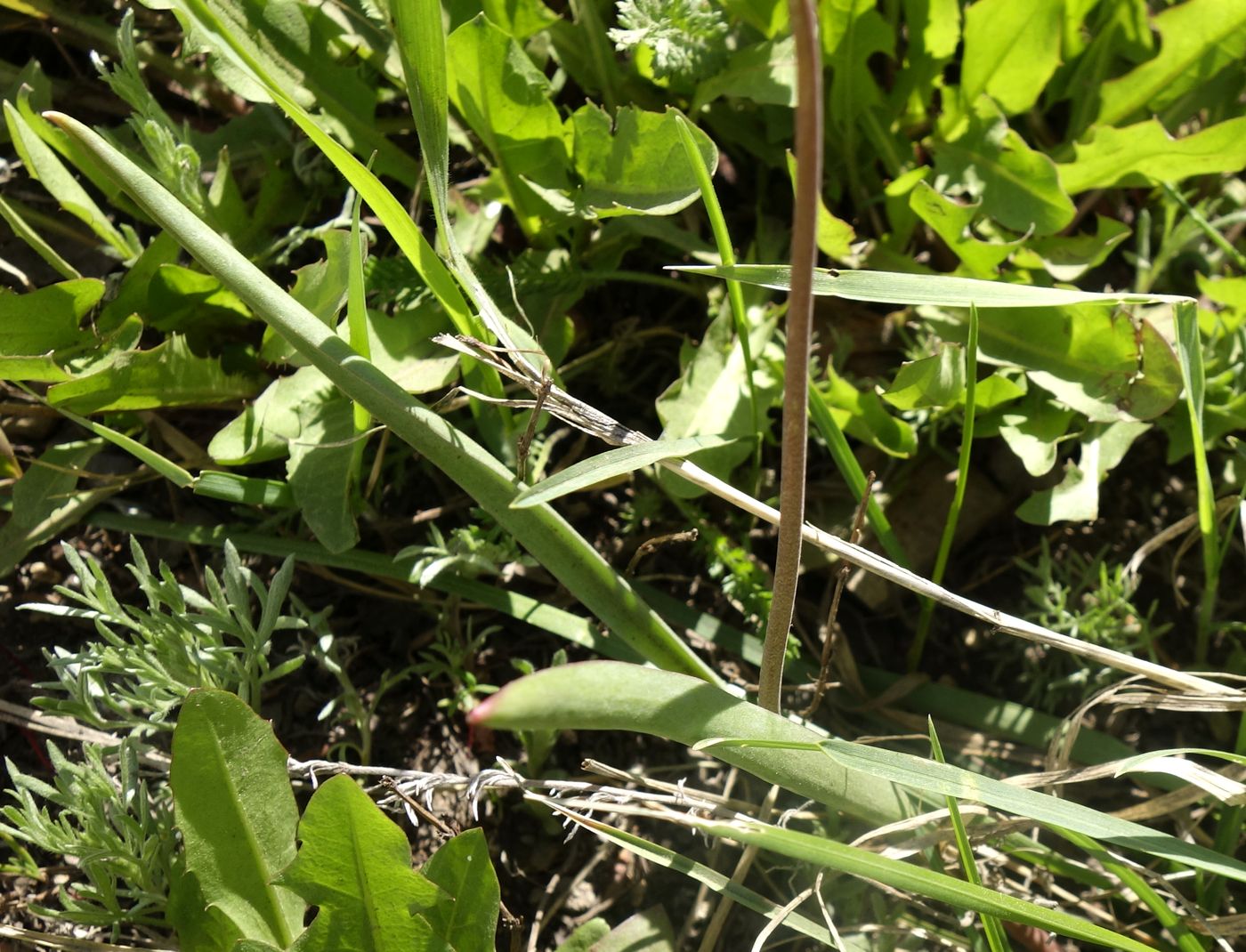 Image of Tulipa patens specimen.