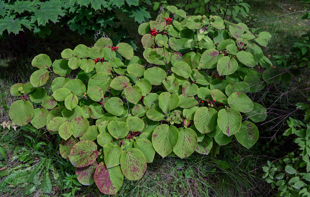 Image of Viburnum furcatum specimen.