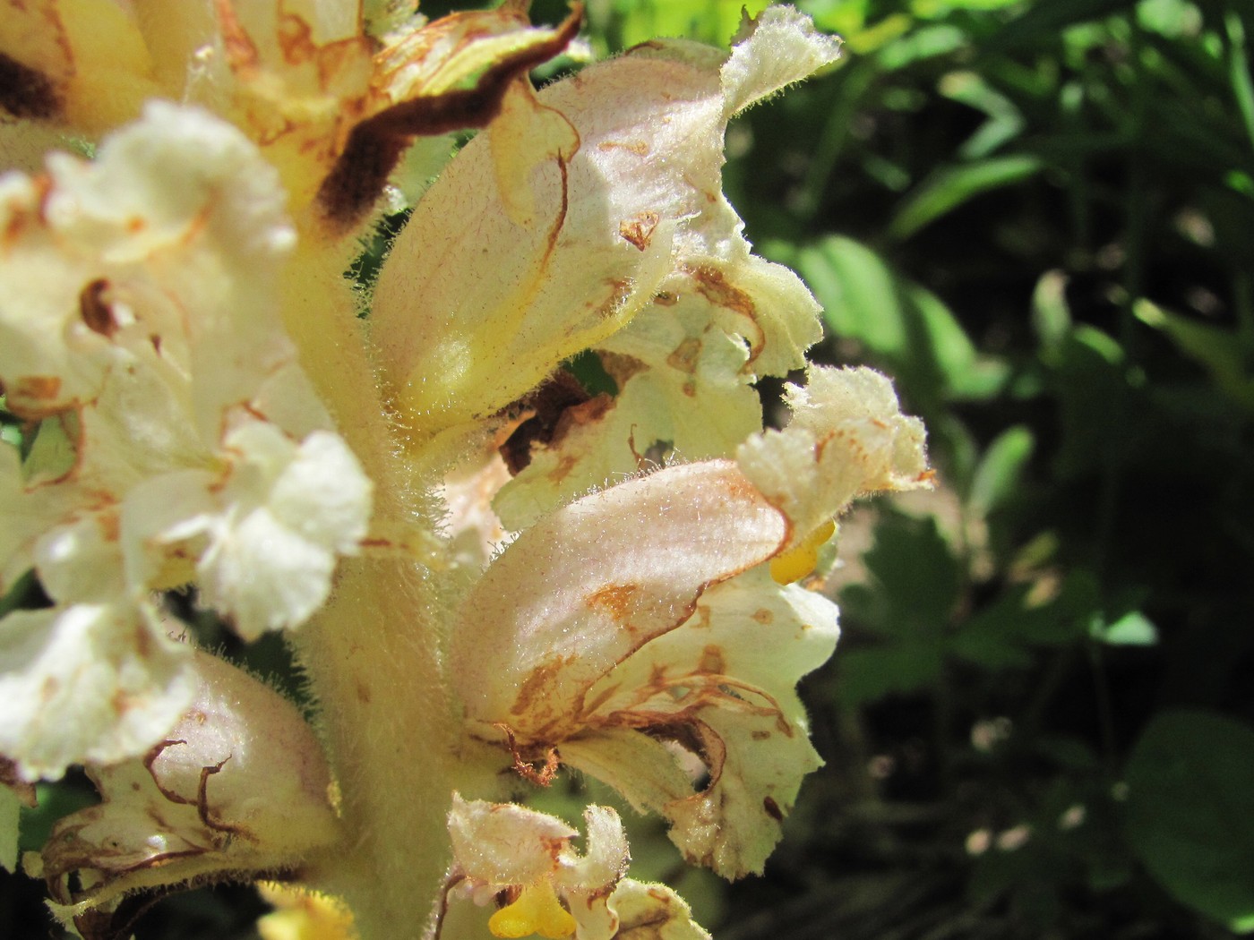 Image of Orobanche grossheimii specimen.