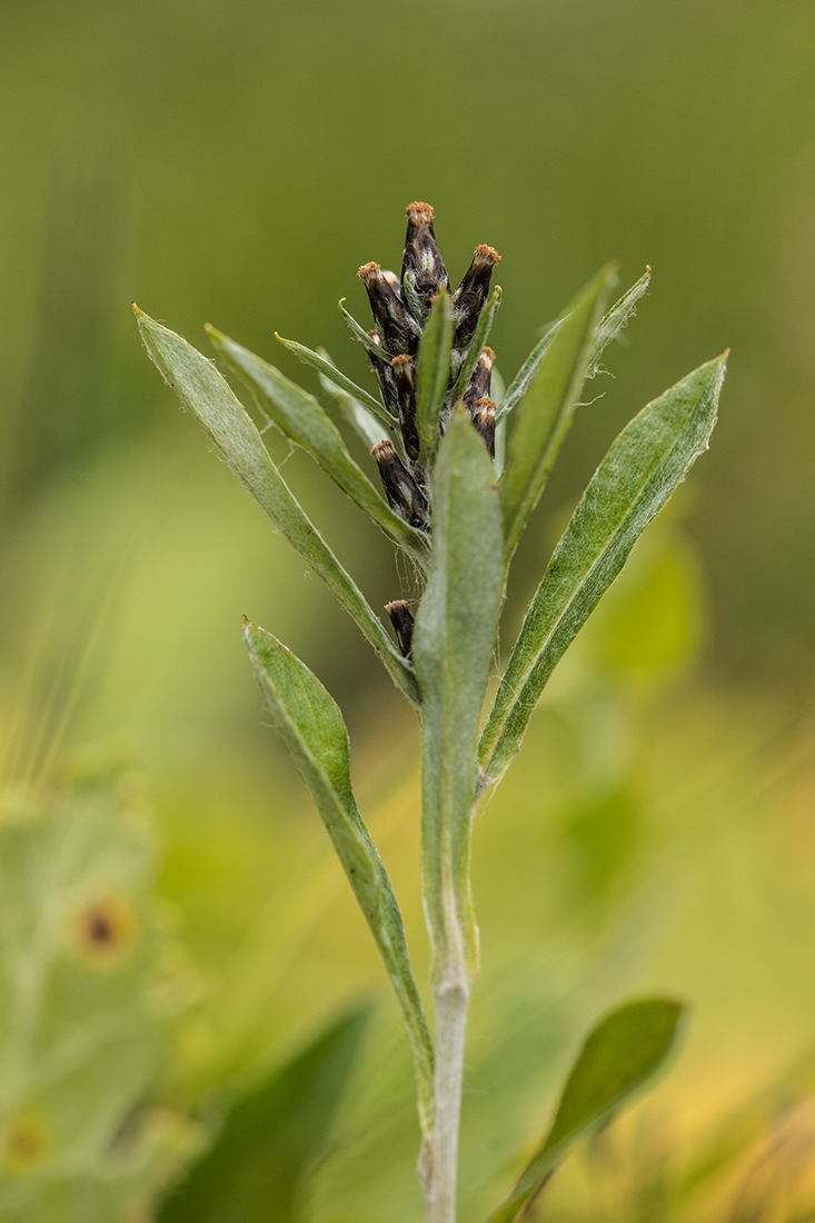 Изображение особи Omalotheca caucasica.