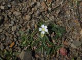 genus Cerastium. Цветущее растение (справа внизу Trifolium raddeanum). Чечня, Шаройский р-н, Снеговой хр., г. Заинкорт, северо-восточный склон, 500 м до вершины, выс. 3175 м н.у.м., щебнистая россыпь. 24 августа 2023 г.