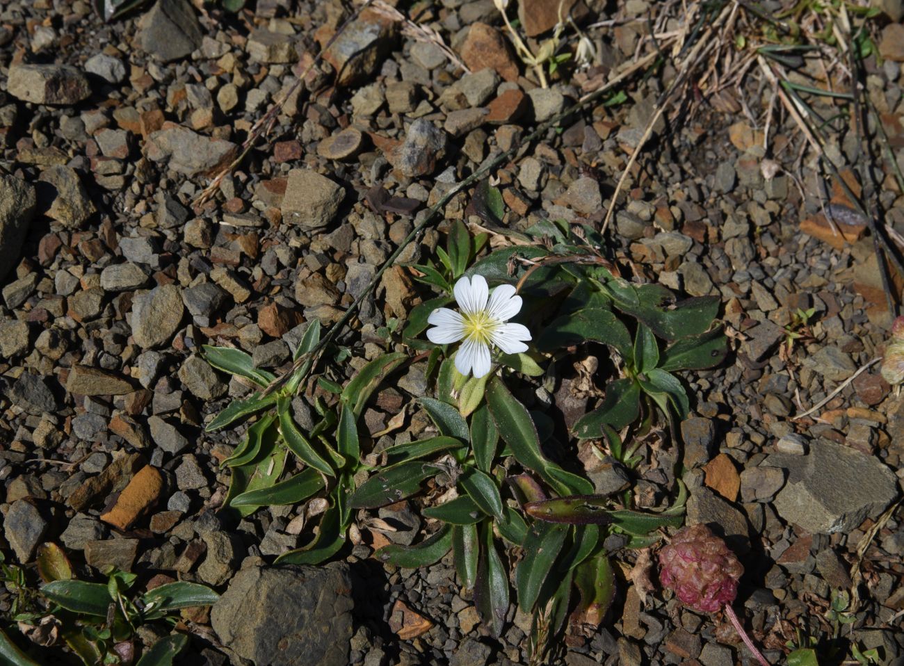 Image of genus Cerastium specimen.