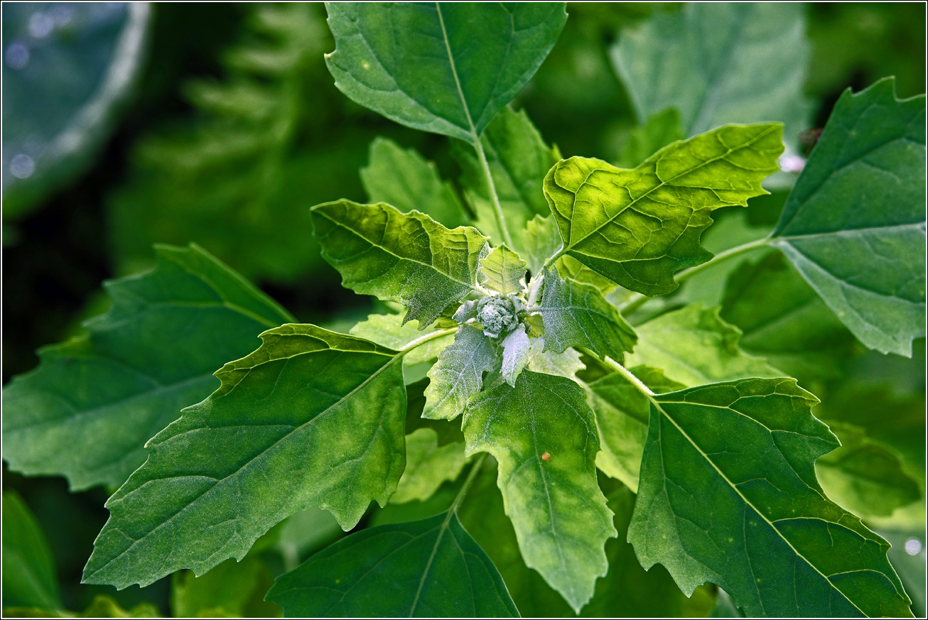 Изображение особи Chenopodium album.