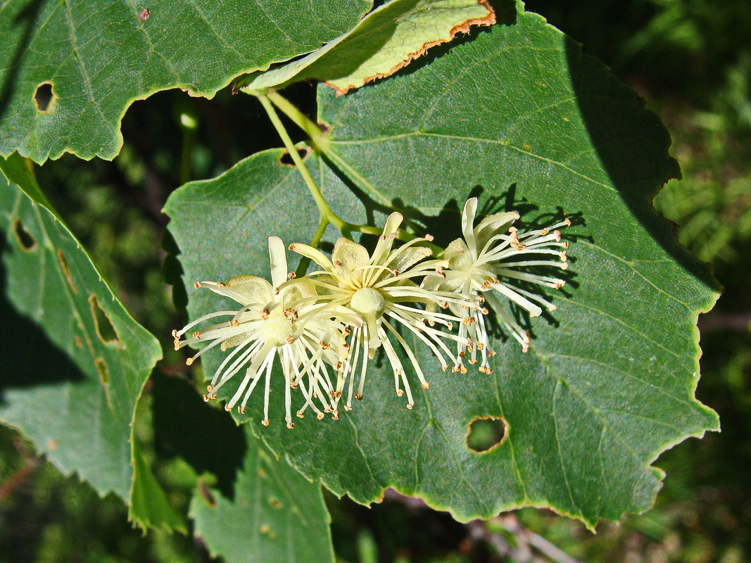 Изображение особи Tilia amurensis.