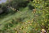 Elymus amurensis