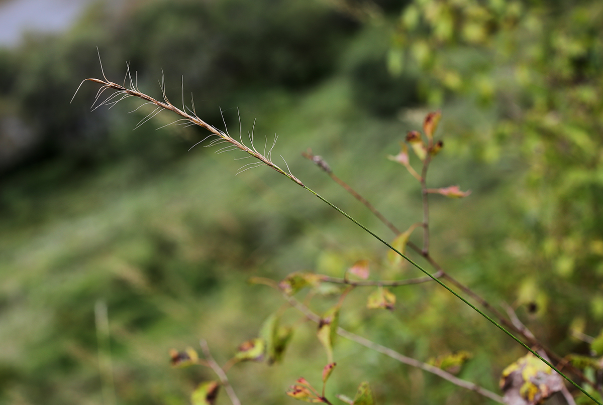 Image of Elymus amurensis specimen.