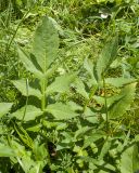 Cephalaria gigantea