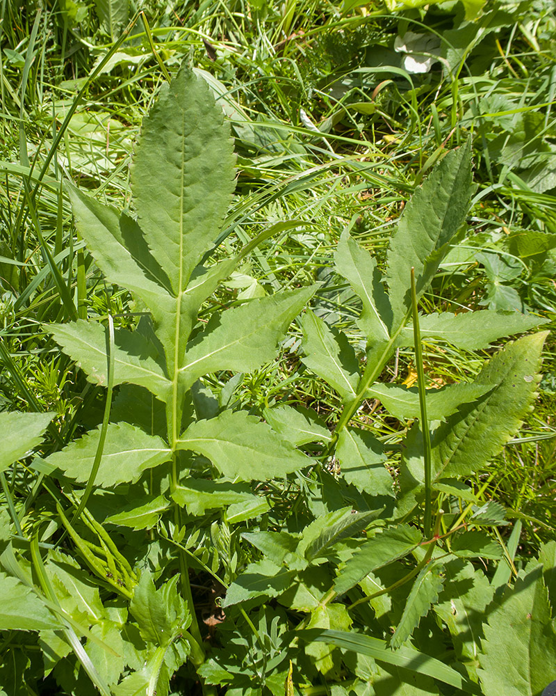 Изображение особи Cephalaria gigantea.