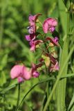 Lathyrus sylvestris. Соцветие. Ленинградская обл., Волосовский р-н, окр. дер. Донцо, суходольный злаково-разнотравный луг на карбонатной почве. 22.06.2024.