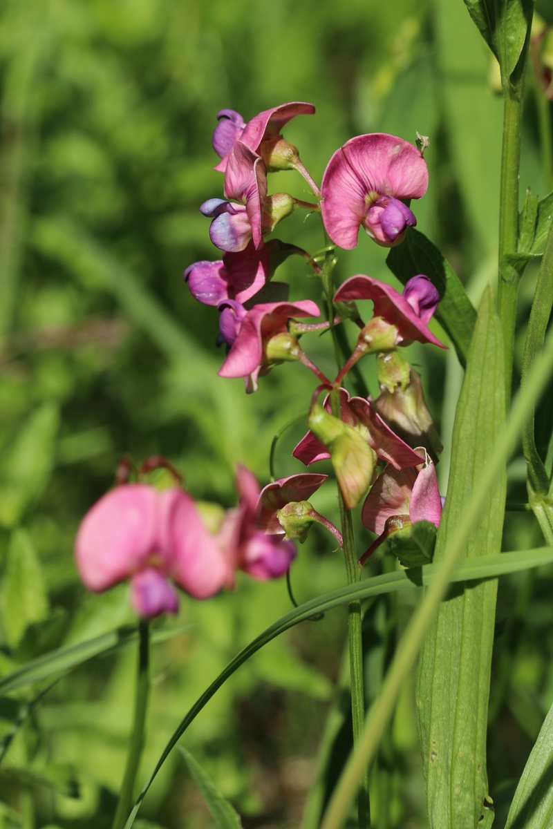 Image of Lathyrus sylvestris specimen.