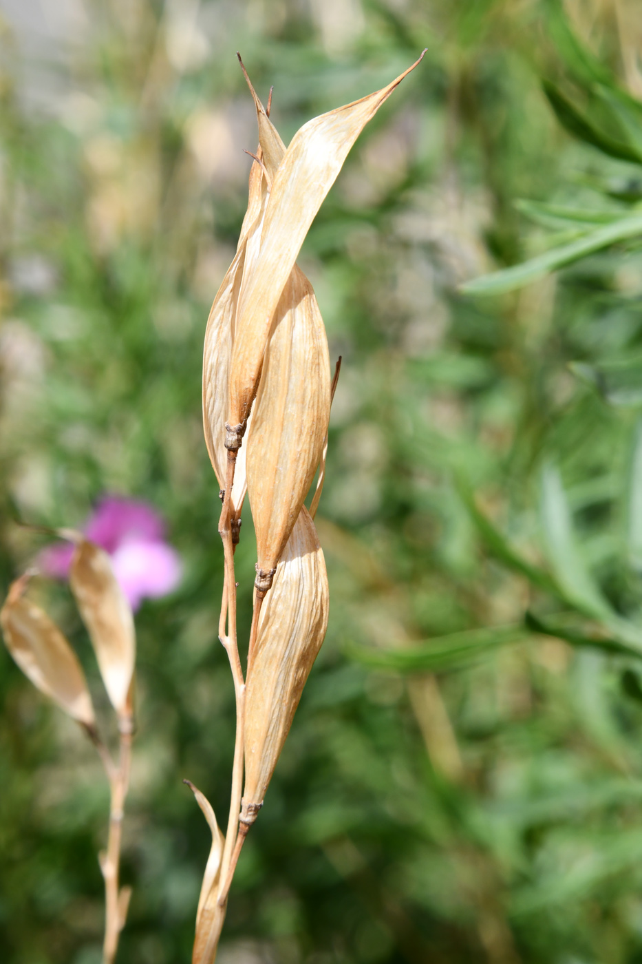 Изображение особи Incarvillea olgae.