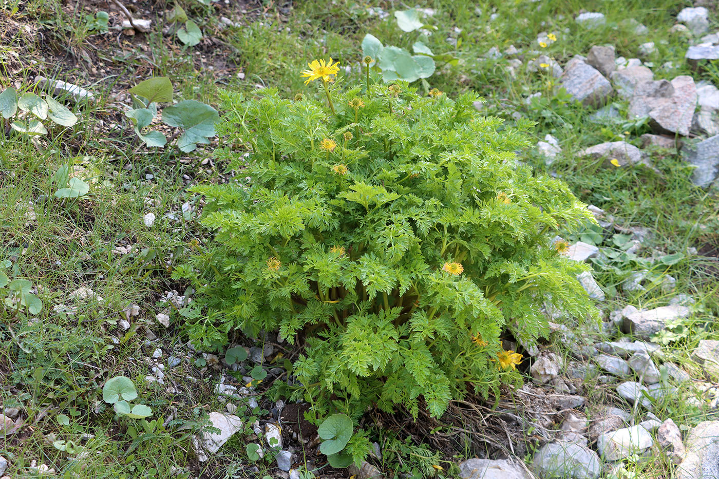 Image of Adonis chrysocyathus specimen.