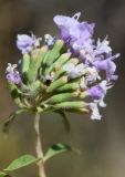 Ziziphora pedicellata. Соцветие. Узбекистан, Ташкентская обл., южный склон Чаткальского хребта, басс. р. Ахангаран, ущ. р. Джакиндек. 07.08.2022.