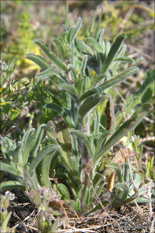 Image of Rochelia retorta specimen.