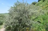 Cotoneaster soongoricus