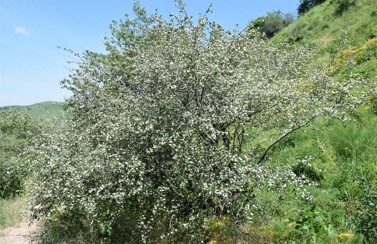 Изображение особи Cotoneaster soongoricus.