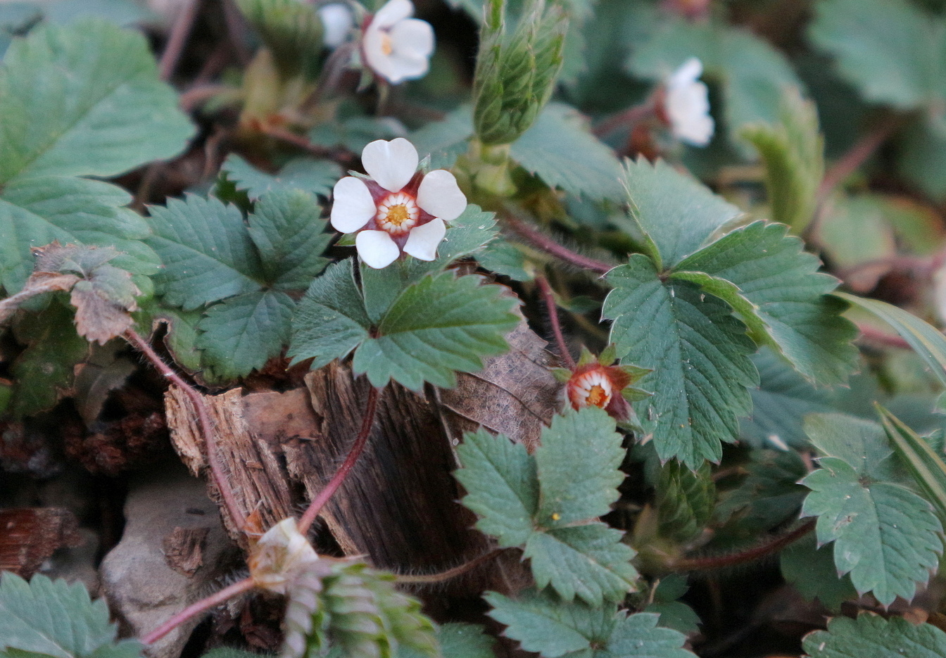 Image of Potentilla micrantha specimen.