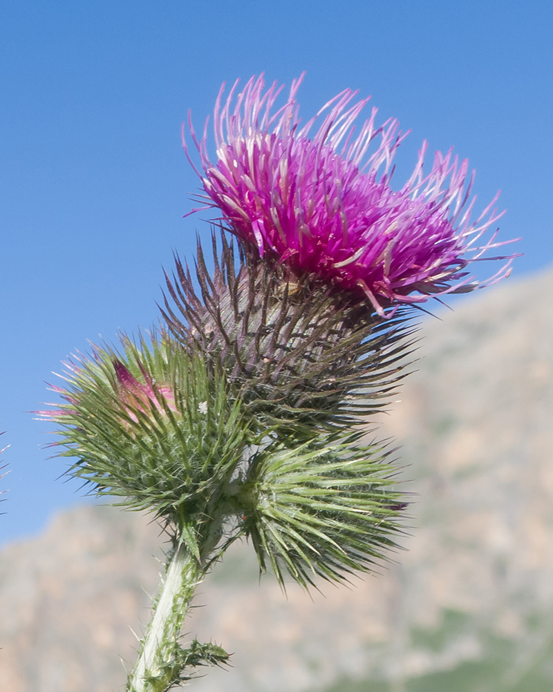 Изображение особи Carduus crispus.