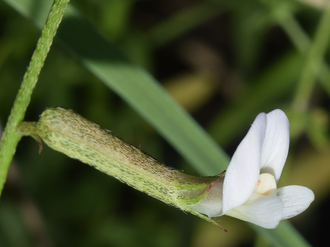 Image of Astragalus angreni specimen.