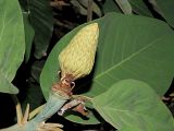 Смотреть изображение Magnolia delavayi