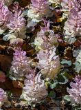 View full-size image Brassica oleracea variety viridis