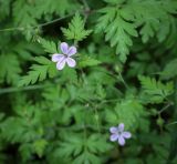 Смотреть изображение Geranium robertianum