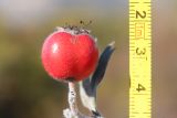 View full-size image Crataegus orientalis