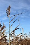 View full-size image Phragmites australis