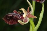 View full-size image Ophrys mammosa