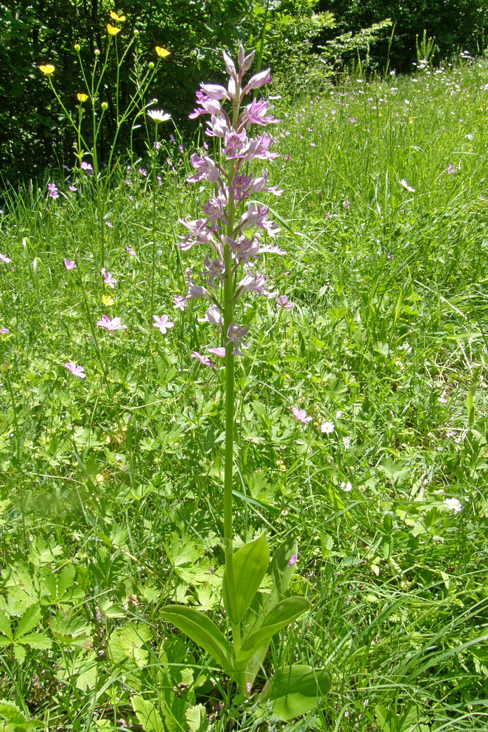 Image of Orchis militaris ssp. stevenii specimen.