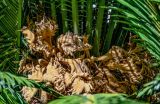 Смотреть изображение Cycas revoluta