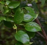 View full-size image genus Diospyros