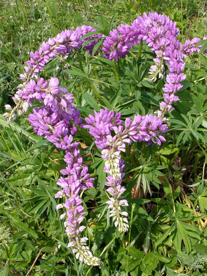 Изображение особи Lupinus × regalis.
