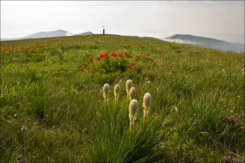 Image of Asphodeline taurica specimen.