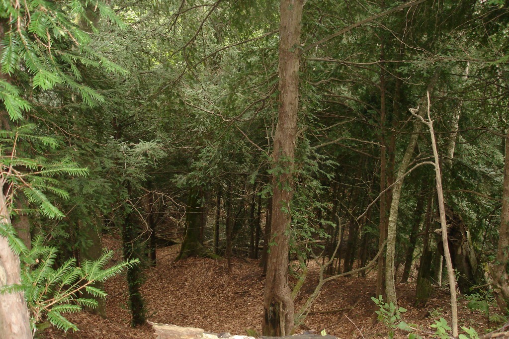 Image of Taxus baccata specimen.