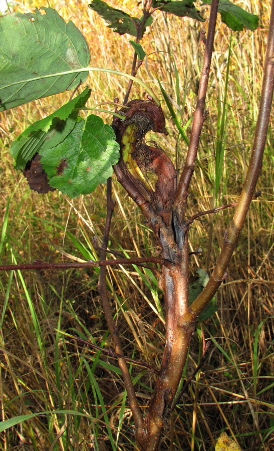 Image of Alnus incana specimen.