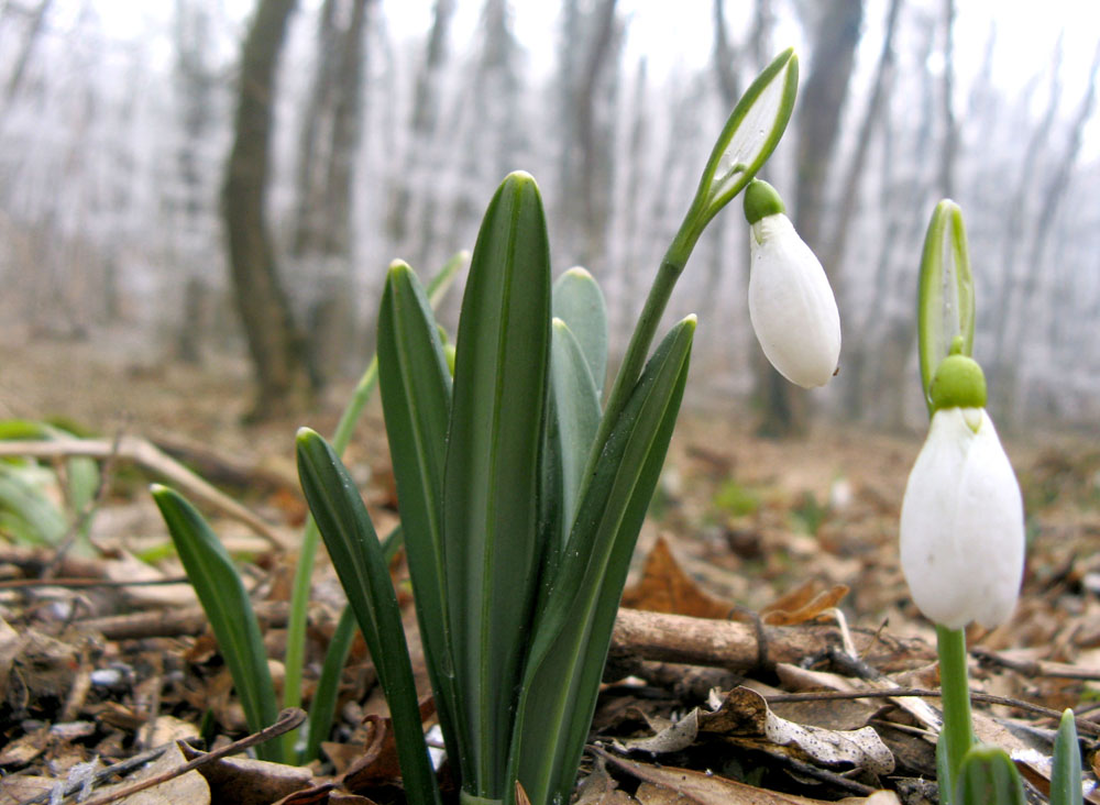 Изображение особи Galanthus plicatus.