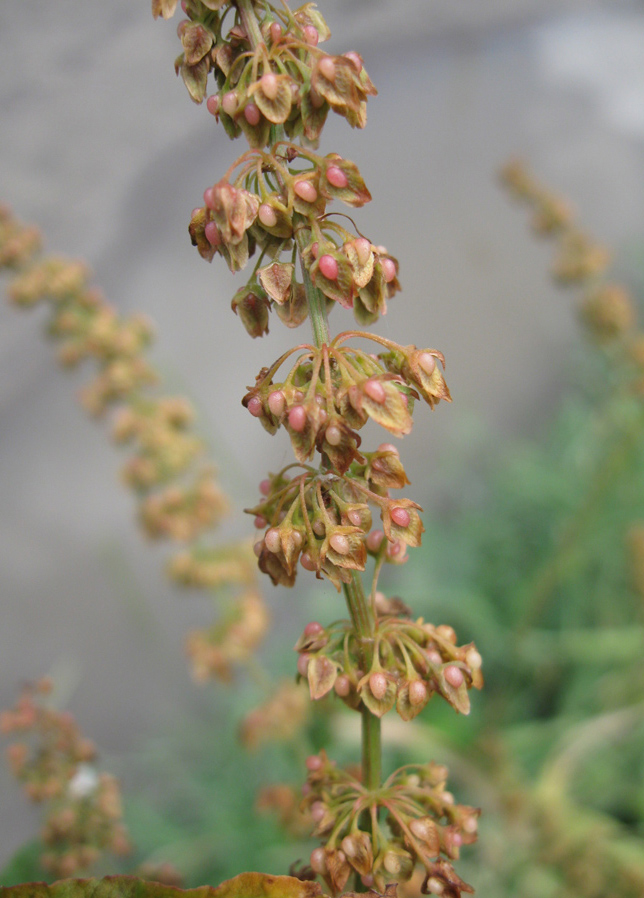 Изображение особи Rumex sylvestris.