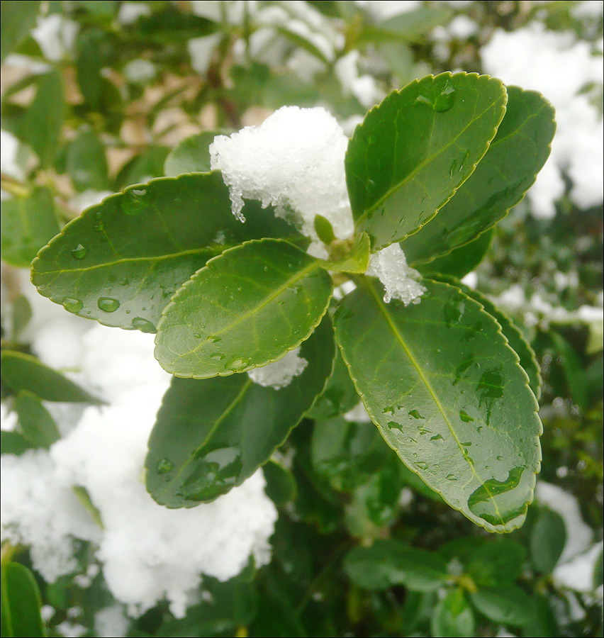 Image of Euonymus japonicus specimen.