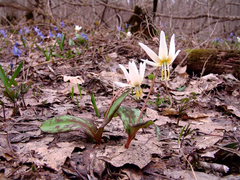 Изображение особи Erythronium caucasicum.