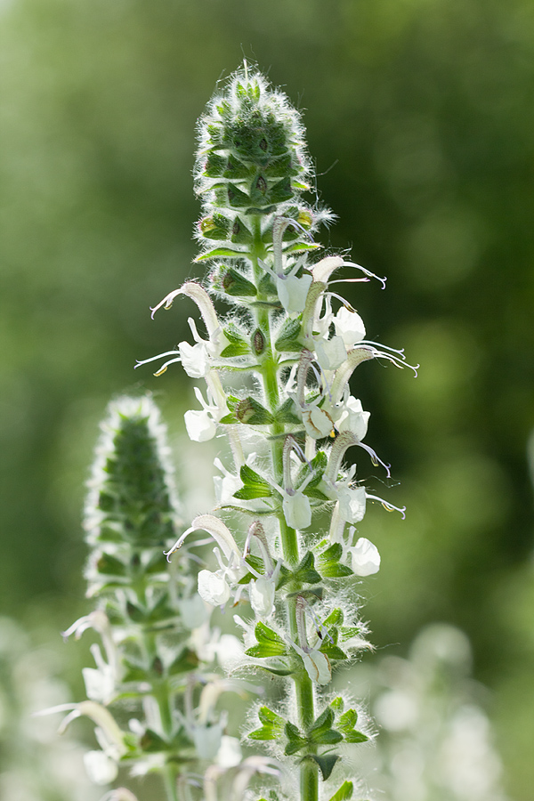 Image of Salvia revelata specimen.