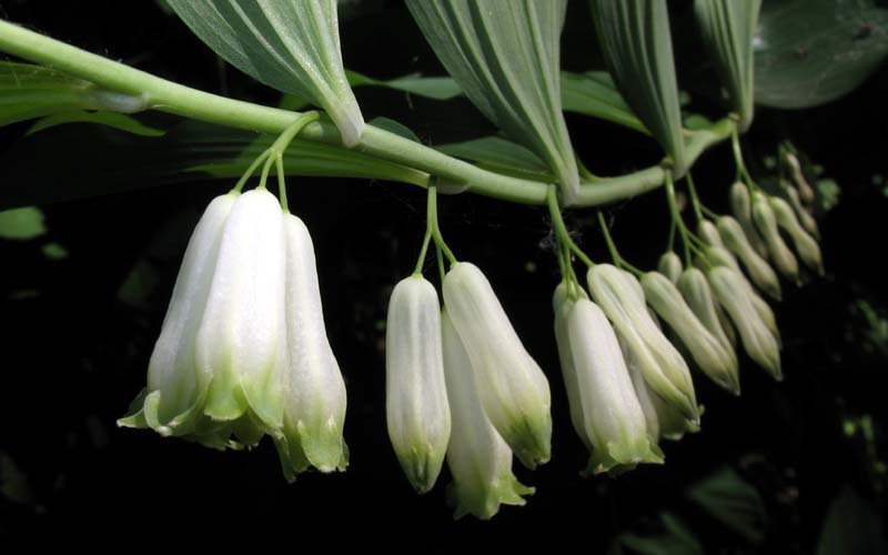 Image of Polygonatum &times; hybridum specimen.