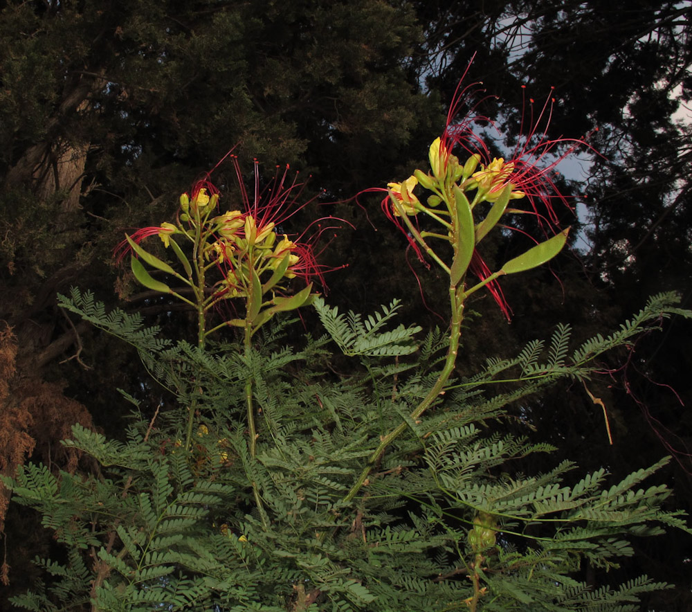 Image of Caesalpinia gilliesii specimen.