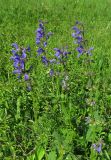 Salvia pratensis