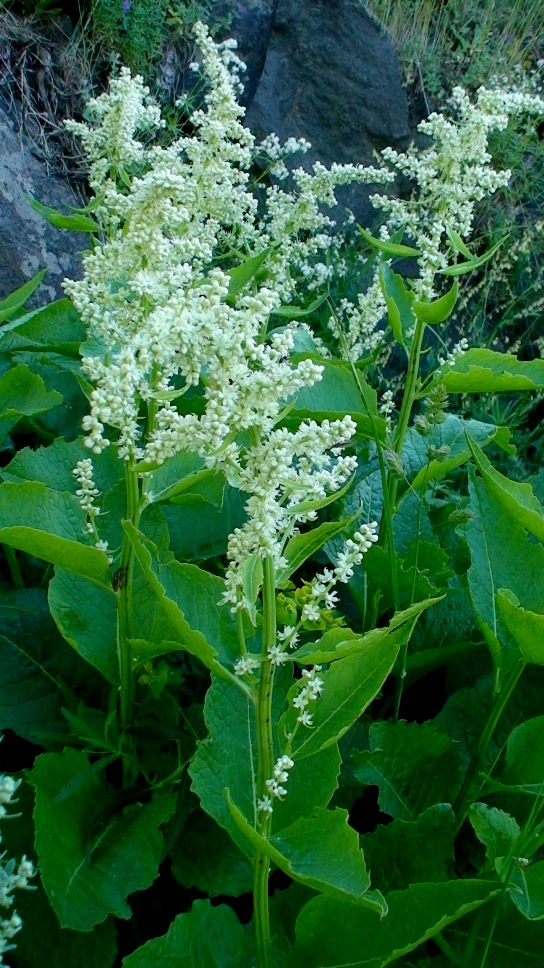 Image of Beta corolliflora specimen.