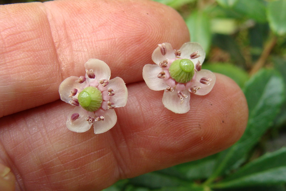 Изображение особи Chimaphila umbellata.