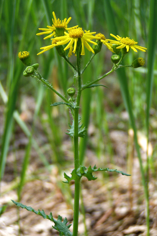 Изображение особи Senecio vernalis.